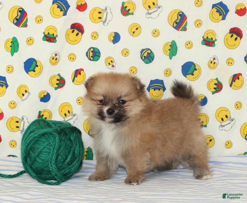 Pomeranian dogs Summer - Ad 2