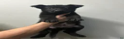 German Shepherd dogs for sale: German Shepherd 3 - Ad 2