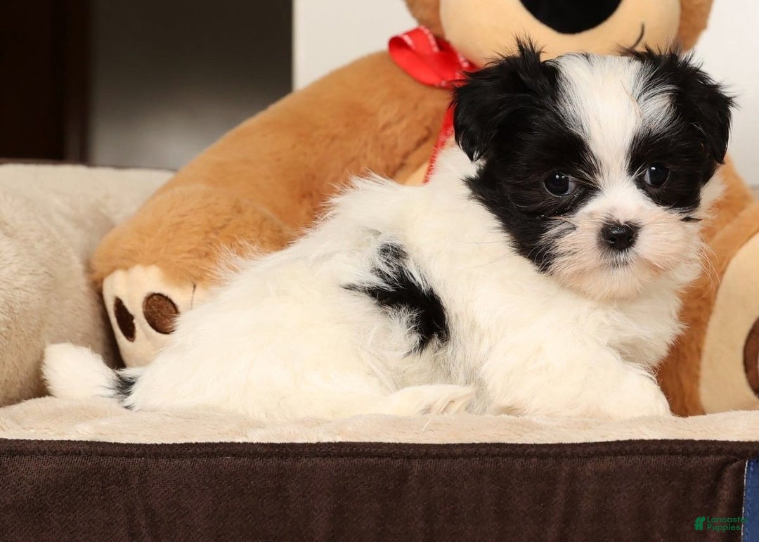 Malshi dogs for sale: Itzy - Ad 4