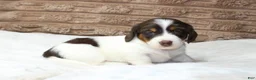Dachshund dogs for sale: Macy - Ad 2