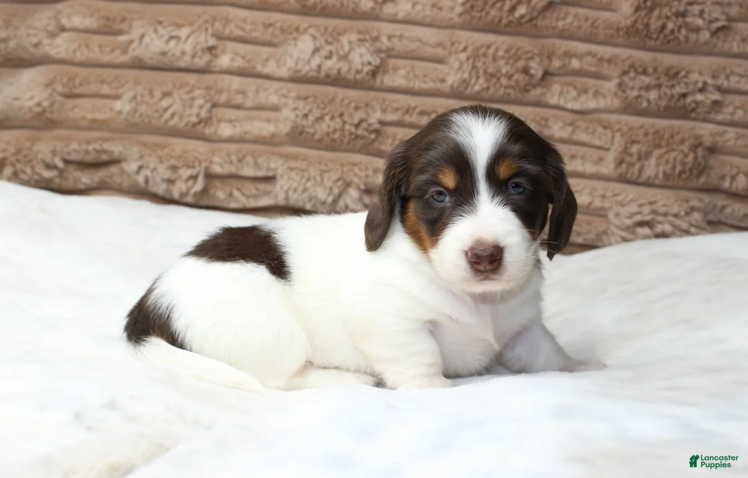 Dachshund dogs for sale: Macy - Ad 2