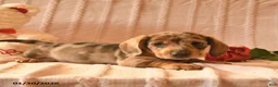 Miniature Dachshund dogs for sale: Jojo - Ad 3
