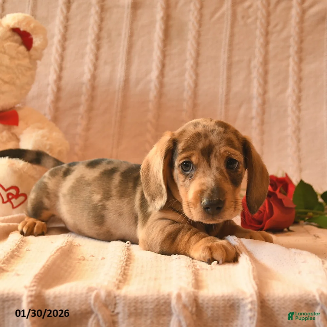 Miniature Dachshund dogs for sale: Jojo - Ad 3