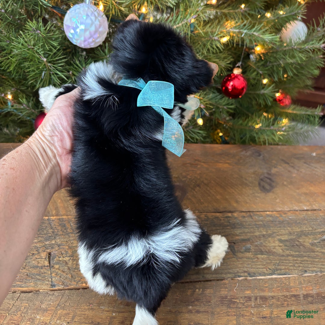 Mixed Breed dogs for sale: Blossom - Ad 2