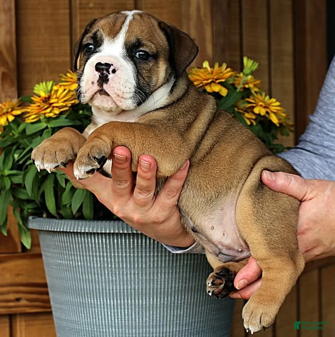 Olde English Bulldogge dogs for sale: Canyon - Ad 5