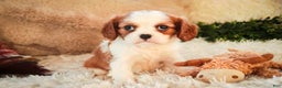 Cavalier King Charles Spaniel dogs for sale: Flora Jo - Ad 2
