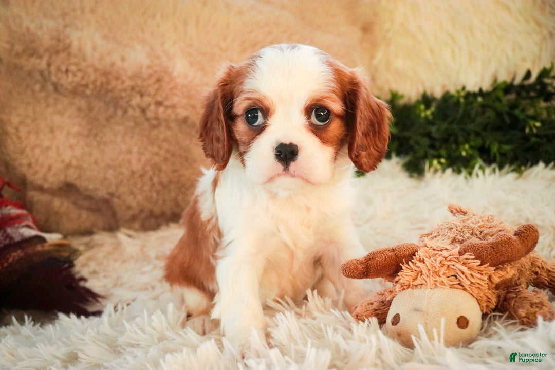 Cavalier King Charles Spaniel dogs for sale: Flora Jo - Ad 2