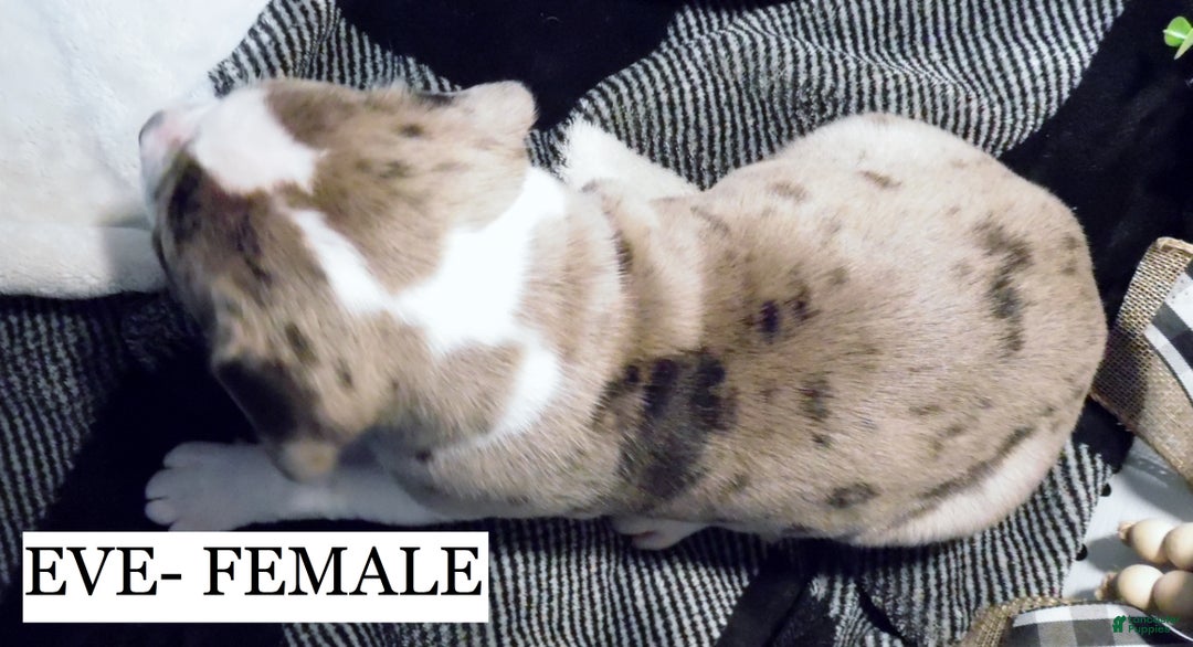 American Pit Bull Terrier dogs for sale: EVE - Ad 4