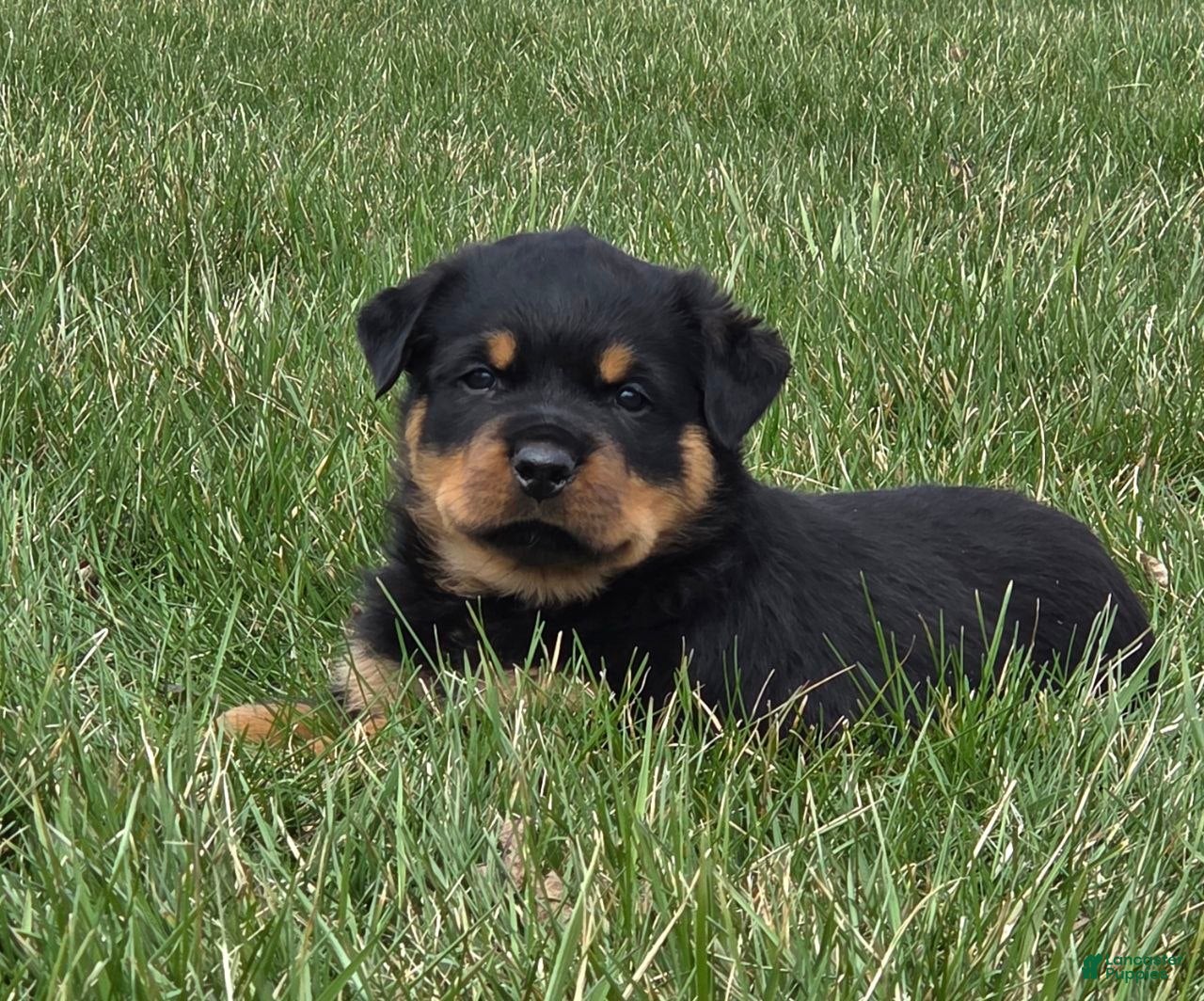 Rottweiler dogs Mr Buddy - Ad 2