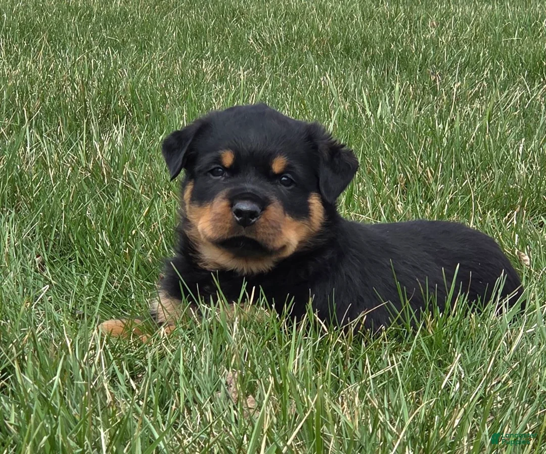 Rottweiler dogs for sale: Mr Buddy - Ad 2