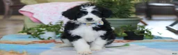 Bernedoodle dogs for sale: Hunter - Ad 6