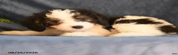 Bichpoo dogs for sale: Sophia - Ad 5
