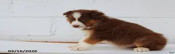 Australian Shepherd dogs for sale: Rocky - Ad 2
