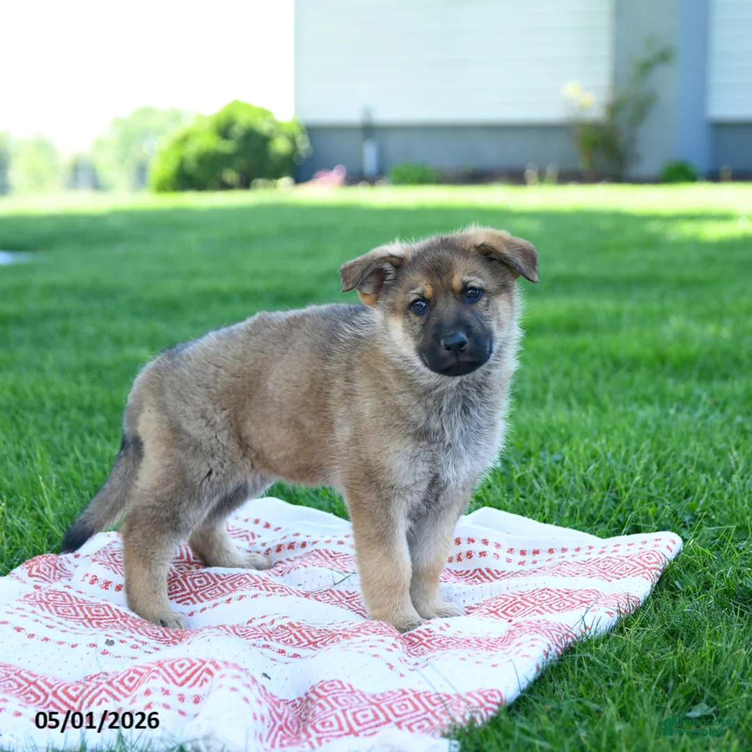 German Shepherd dogs for sale: Callie - Ad 2
