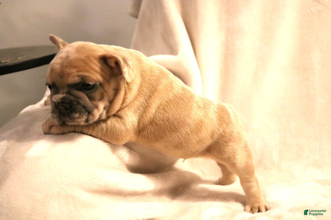 French Bulldog dogs for sale: Moose - Ad 8
