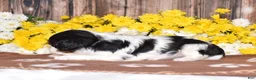 Cavalier King Charles Spaniel dogs for sale: Gemma - Ad 4