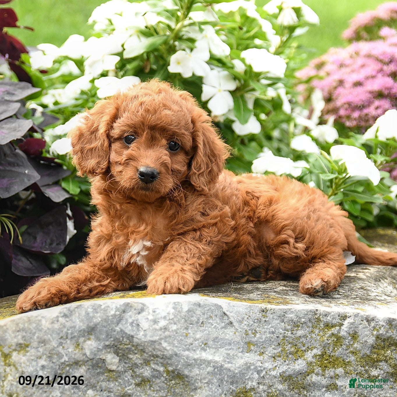 Miniature Labradoodle dogs Peggy - Ad 2