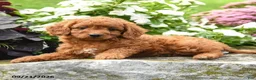 Miniature Labradoodle dogs for sale: Peggy - Ad 2
