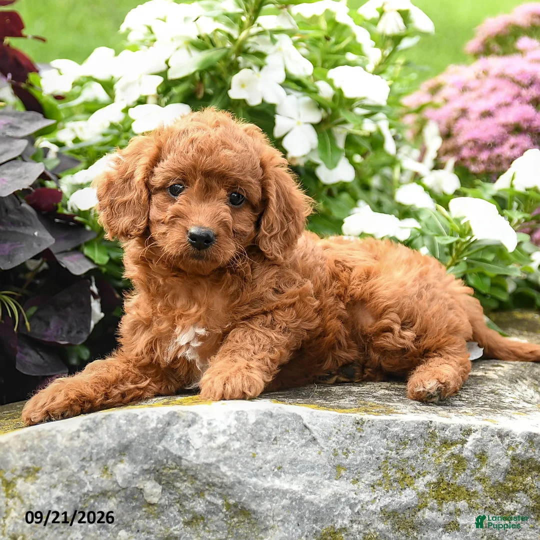 Miniature Labradoodle dogs for sale: Peggy - Ad 2