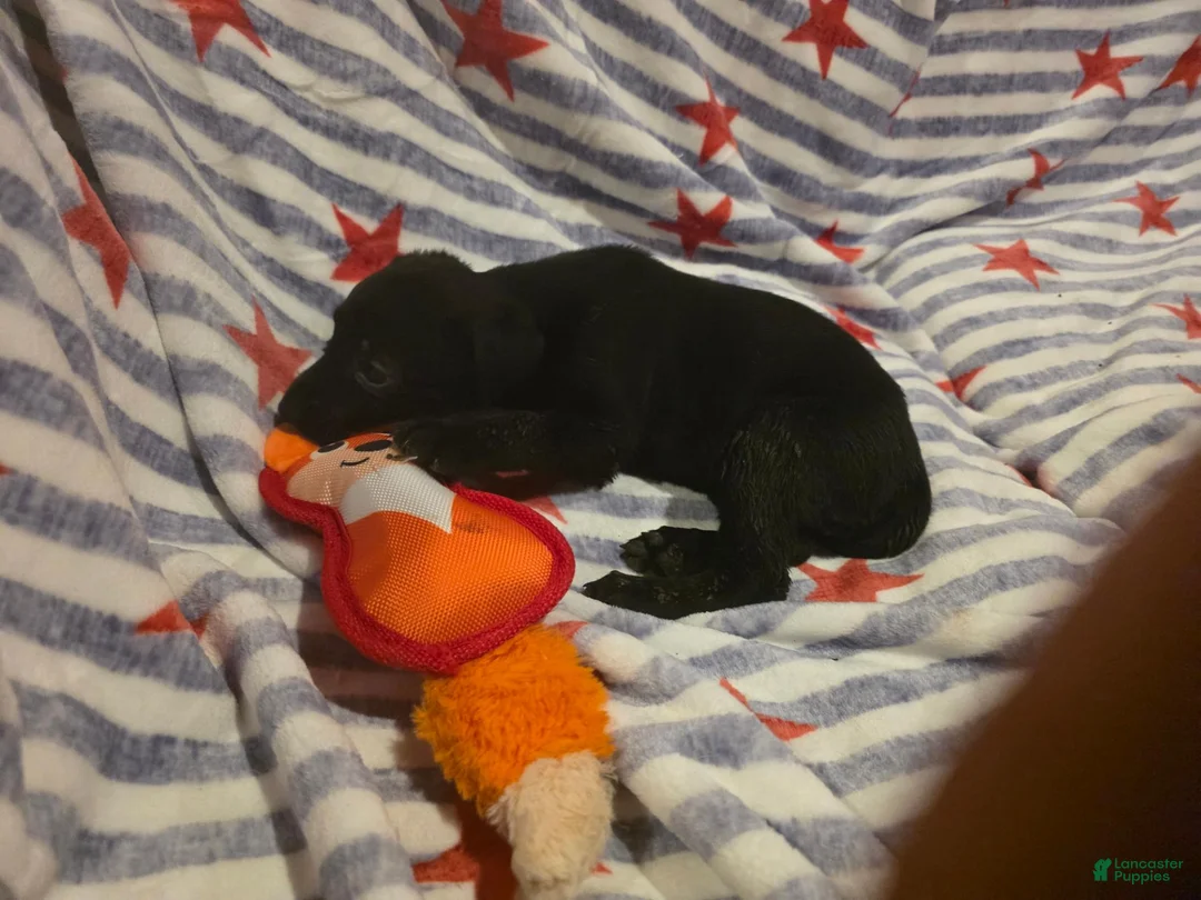 Mixed Breed dogs for sale: Mixed Breed 6 - Ad 2