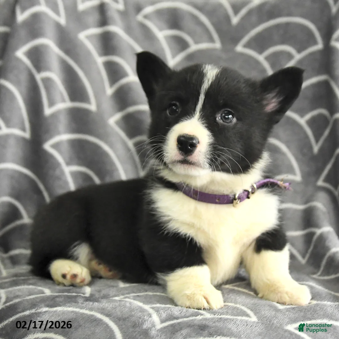 Welsh Corgi Pembroke dogs for sale: Karis - Ad 3