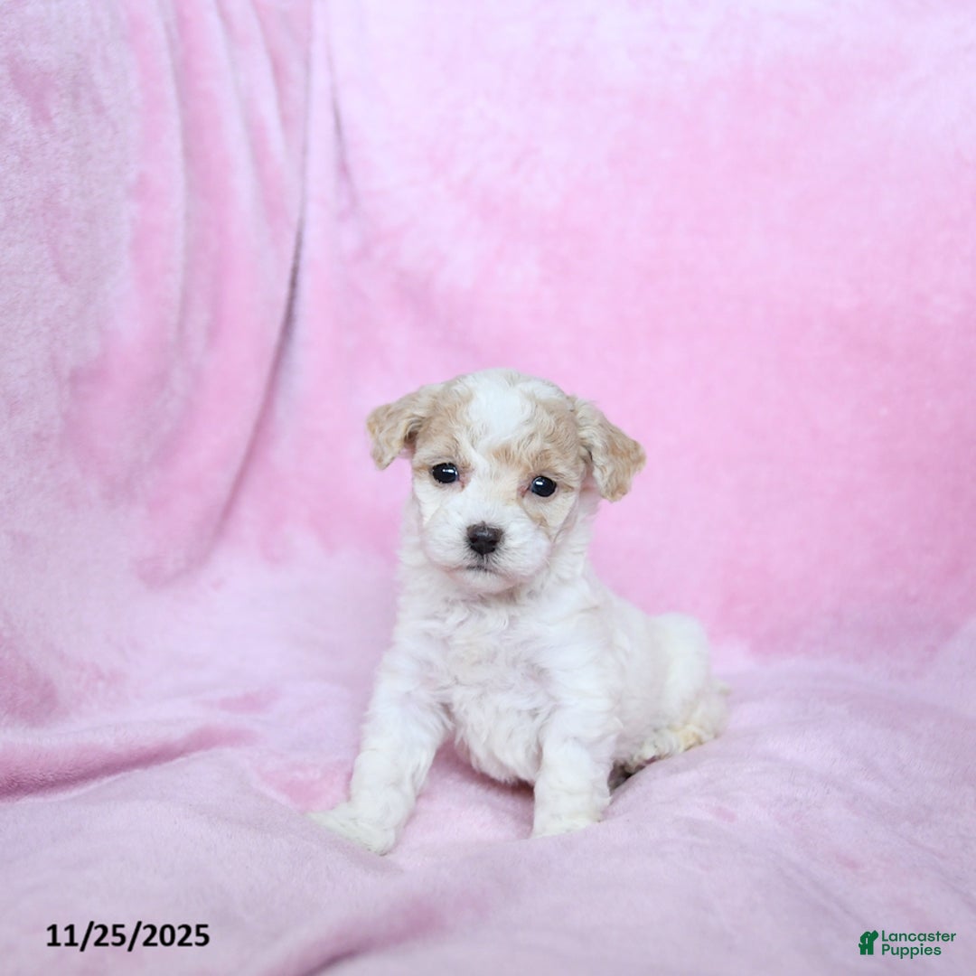 Toy Poodle dogs for sale: Kylan - Ad 1