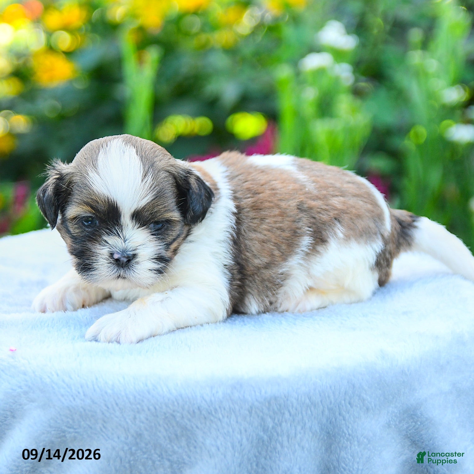 Shih Tzu dogs Miles - Ad 2