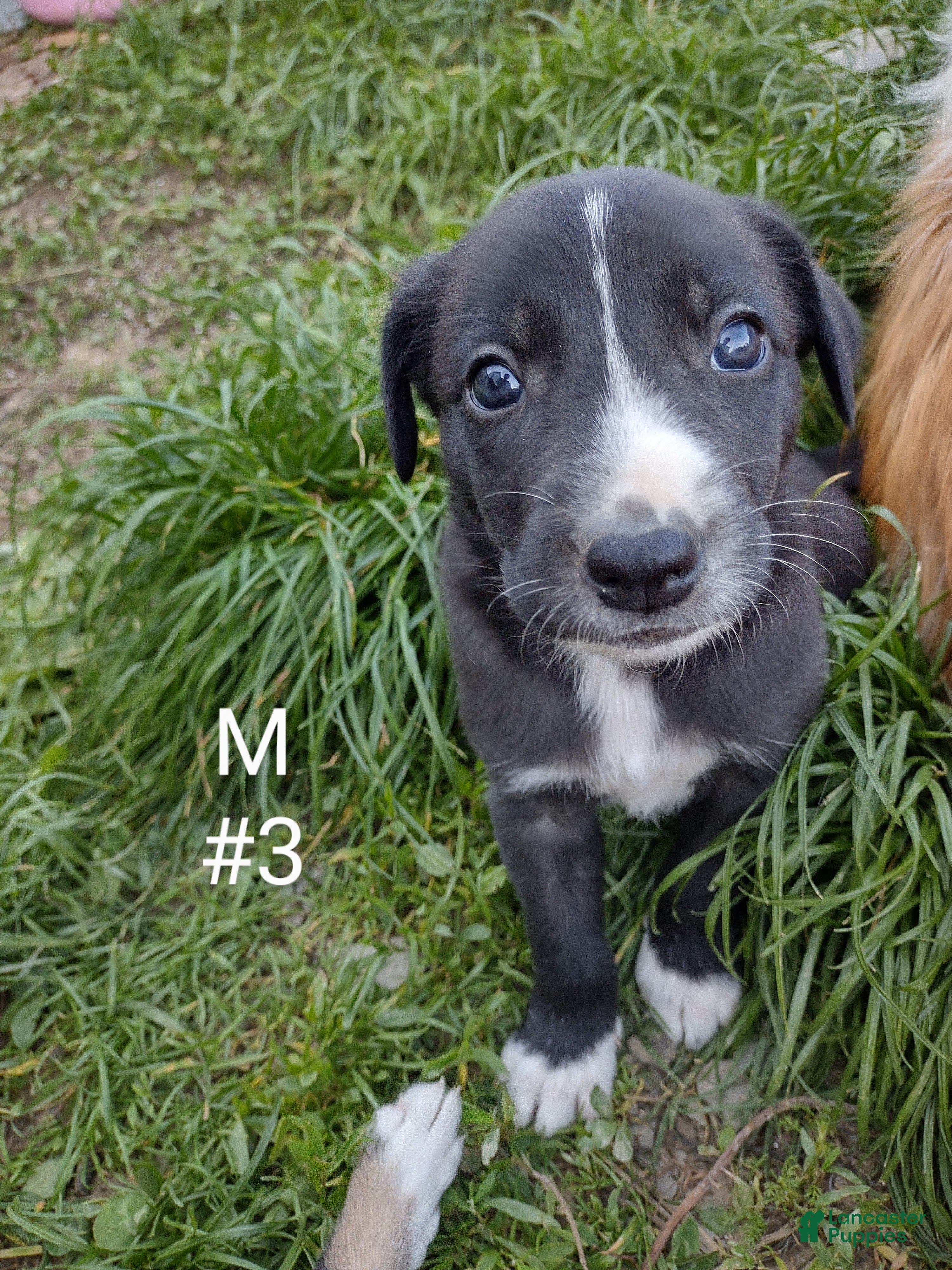 Border Collie dogs Border Collie Puppy 3 - Ad 31