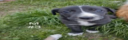 Border Collie dogs for sale: Border Collie Puppy 3 - Ad 1