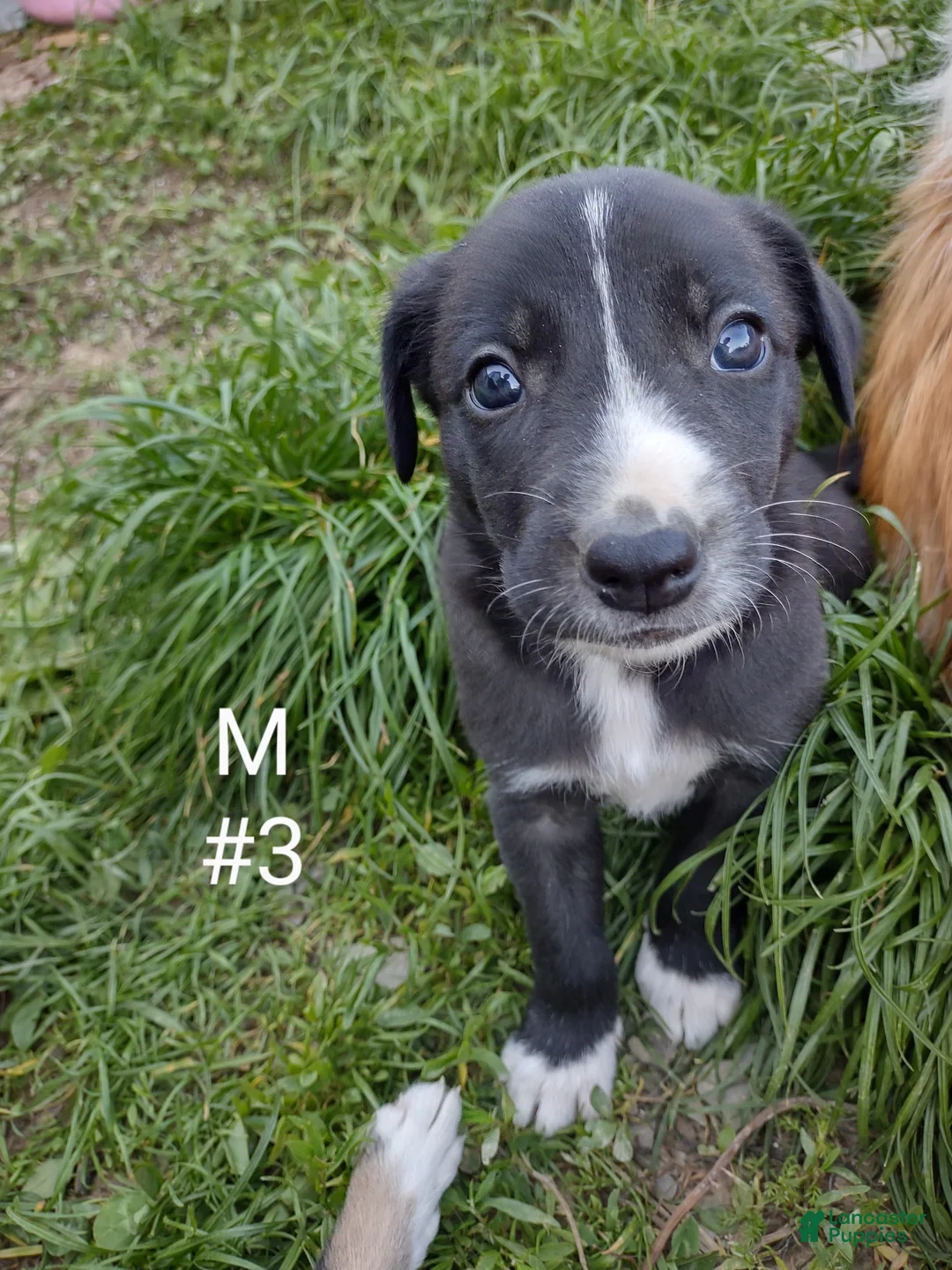 Border Collie dogs for sale: Border Collie Puppy 3 - Ad 1