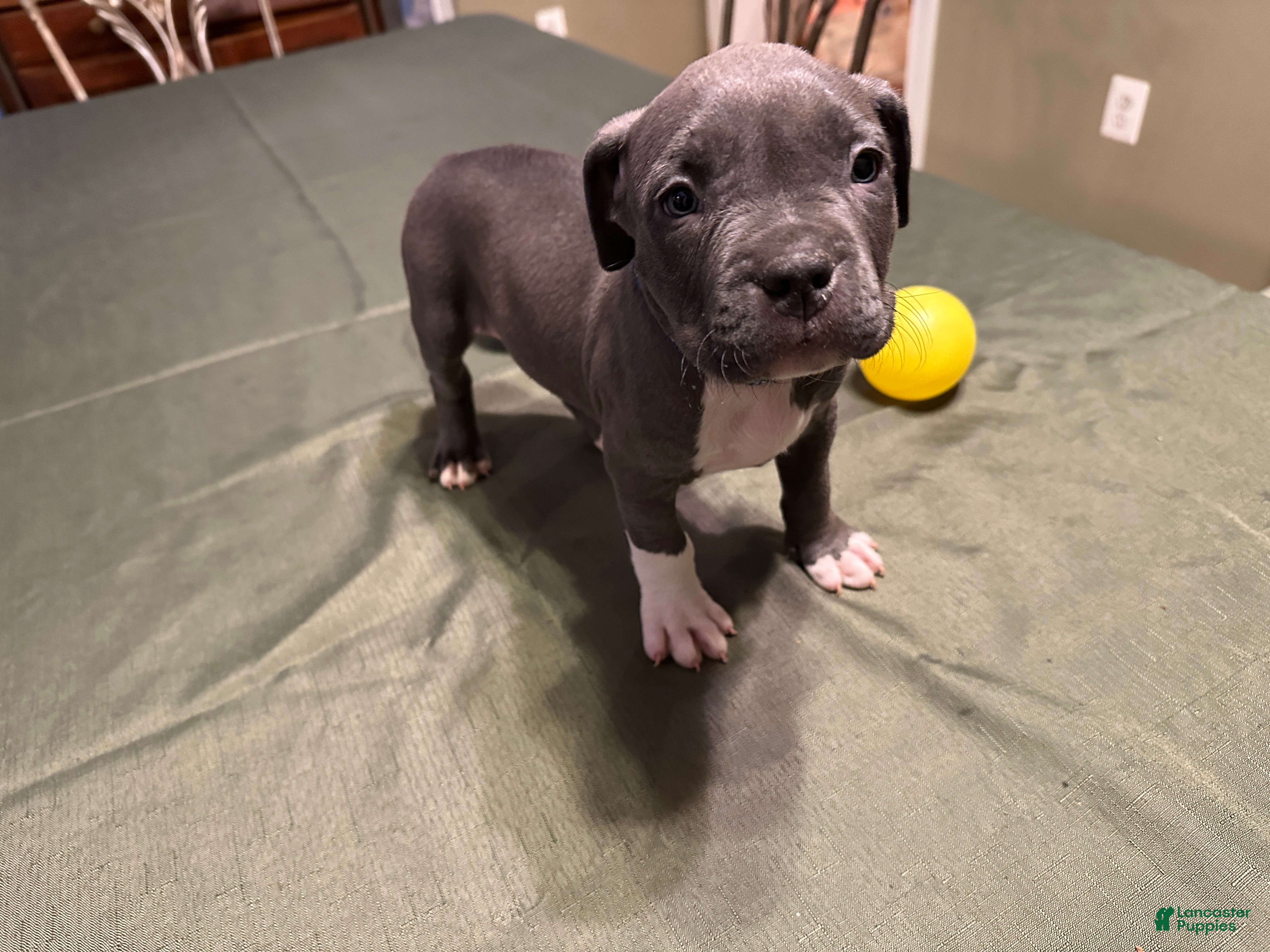 American Bully Puppies for sale under $1000 Lancaster Puppies