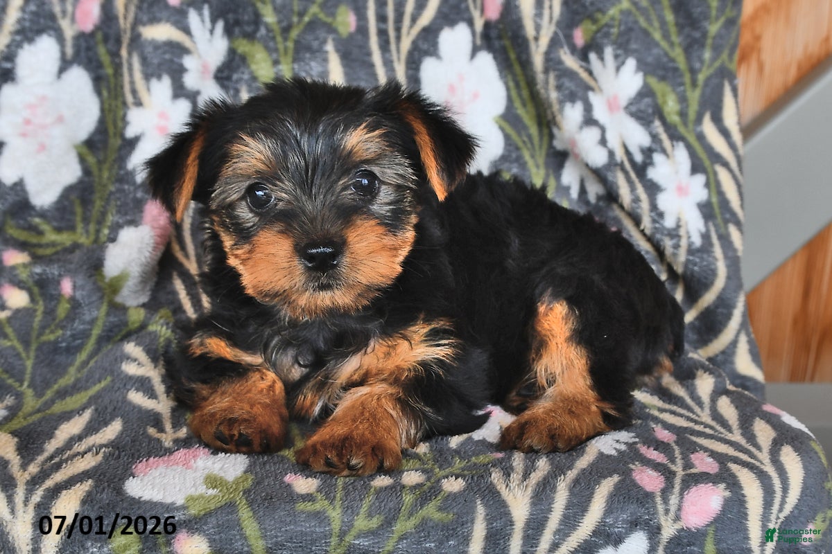 Yorkshire Terrier dogs Kathy - Ad 1