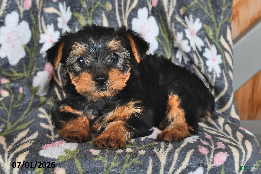 Yorkshire Terrier dogs for sale: Kathy - Ad 1