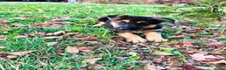 German Shepherd dogs for sale: Navy - Ad 2