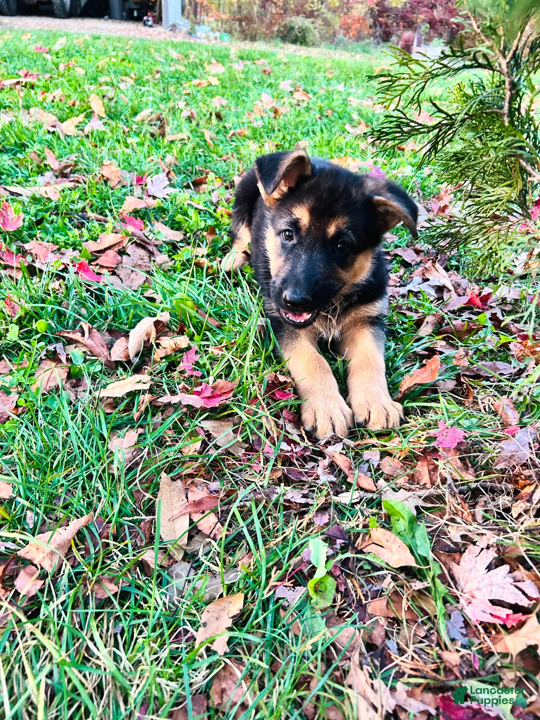 German Shepherd dogs for sale: Navy - Ad 2