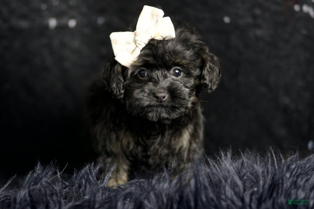 Maltipoo dogs for sale: Baby Girl  - Ad 3