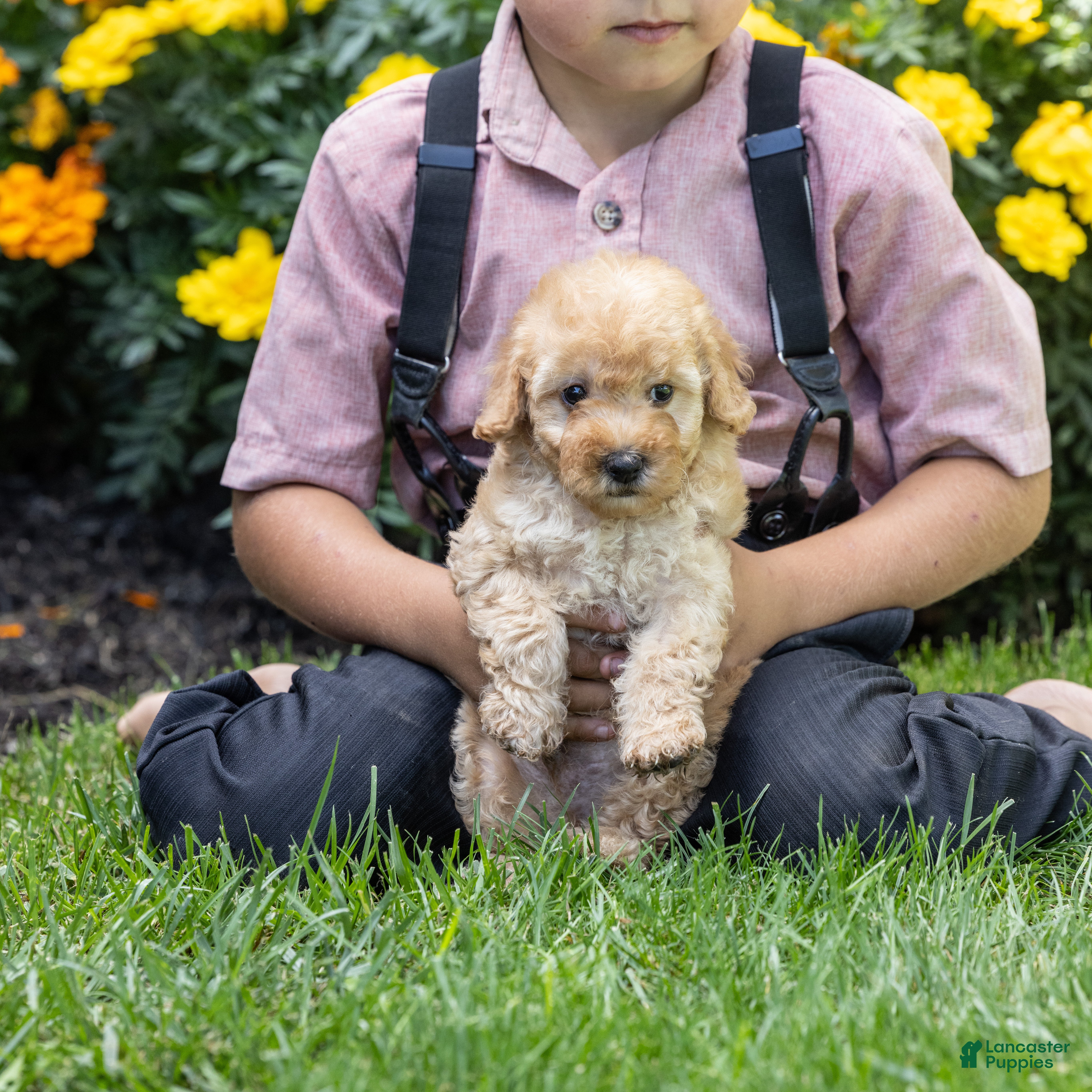 Toy Poodle dogs Ginger  - Ad 1