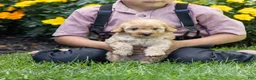Toy Poodle dogs for sale: Ginger  - Ad 1