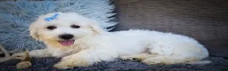 Maltese dogs for sale: Bryson 🐾 - Ad 9