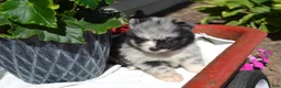 Pomeranian dogs for sale: Willow - Ad 4