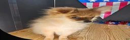 Pomeranian dogs for sale: Pepper's Long Shot - "Archer" - Ad 17