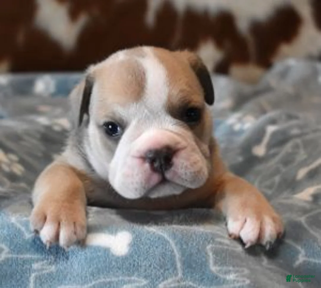 English Bulldog dogs for sale: AXLE BLUE & WHITE - Ad 1