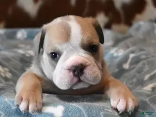 English Bulldog dogs AXLE BLUE & WHITE - Ad 5