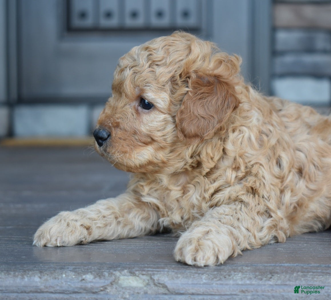 Mini Goldendoodle dogs Hunter - Ad 2