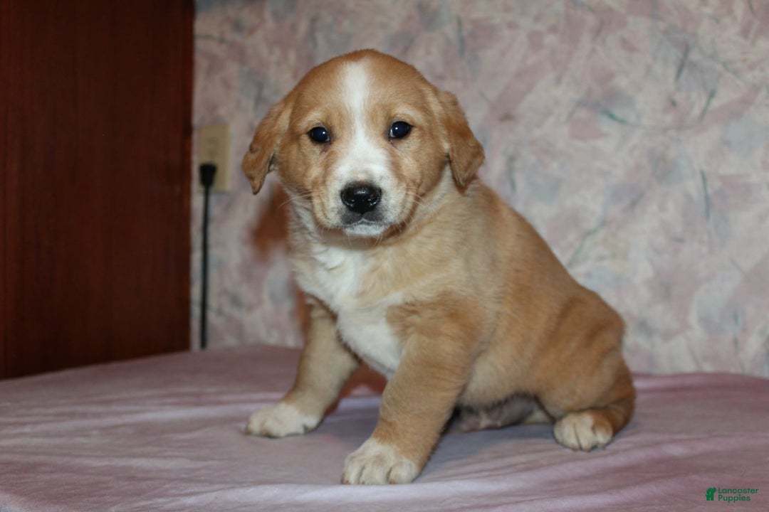 Goldador dogs for sale: Copper - Ad 7