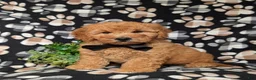 Goldendoodle dogs for sale: Dennis Hypoallergenic - Ad 1