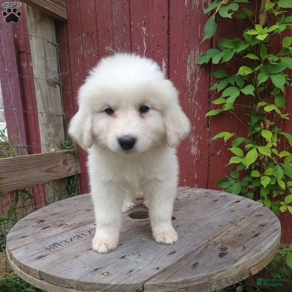 Great Pyrenees dogs Clover - Ad 15