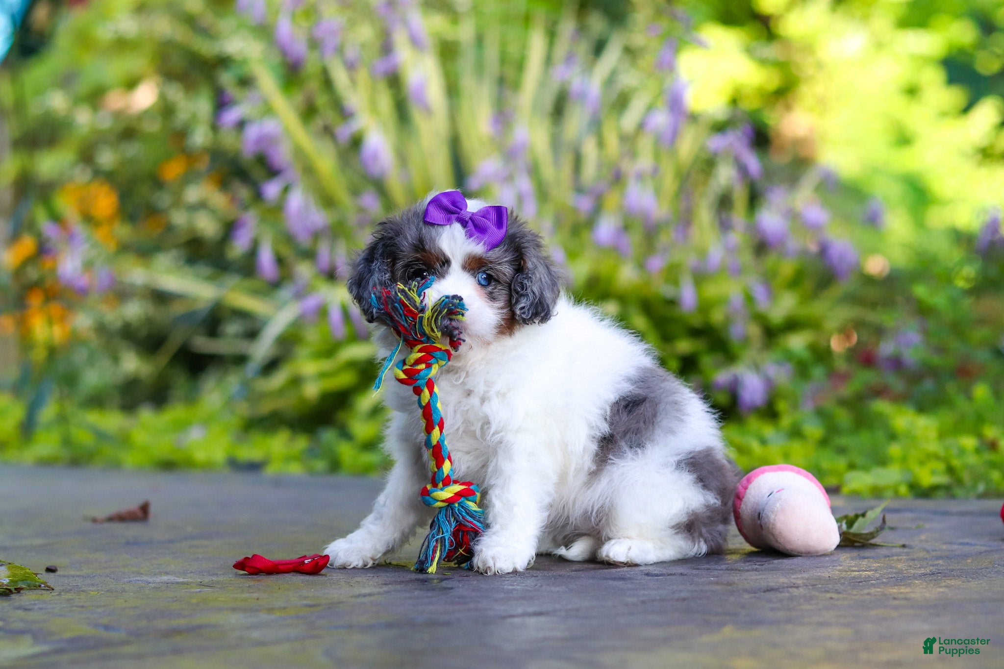Cavapoo dogs Katie - Ad 2