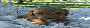 Coco