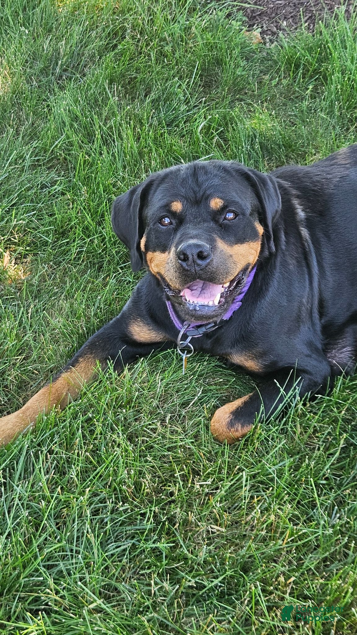 Rottweiler dogs River - Ad 2